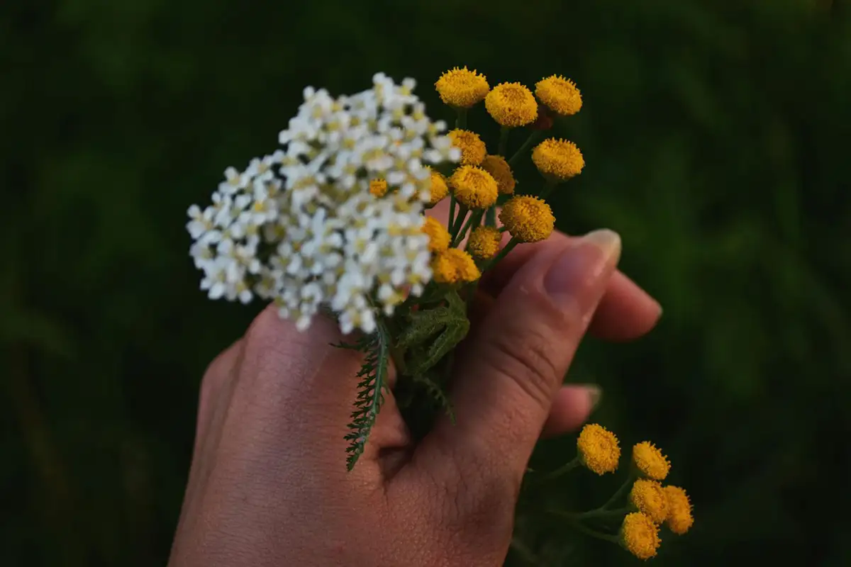 Eine Hand hält zart gebundene Wildkräuter im warmen Abendlicht – Symbol für Naturverbundenheit, Sehnsucht und das Gefühl von morriña
