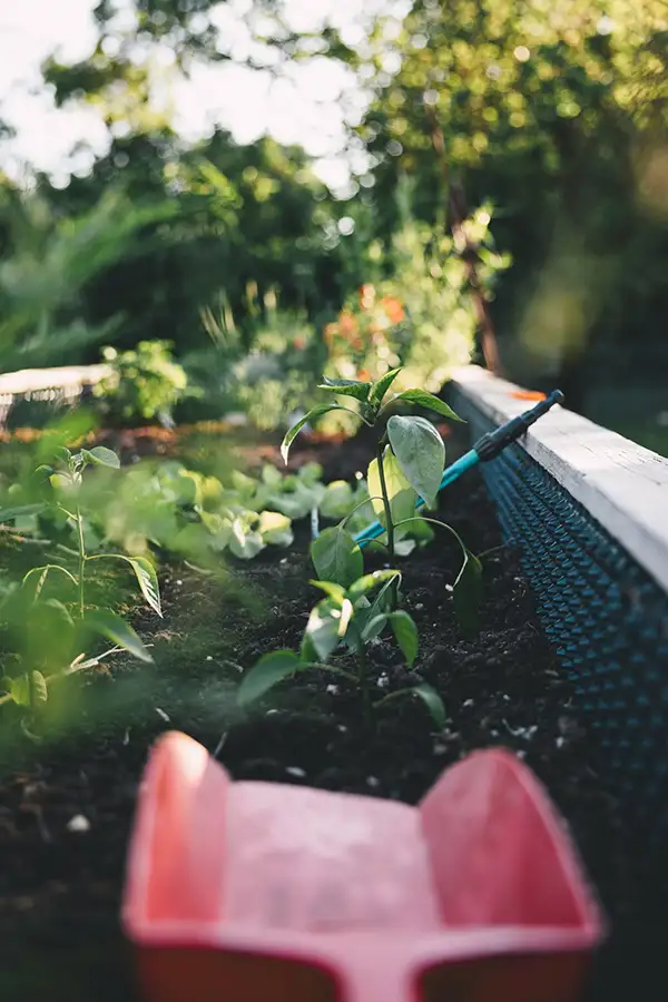 Ein Hochbeet mit junger Bepflanzung und einer roten Schaufel im Vordergrund – Symbol für Gartenanfang, Selbstversorgung und erste Schritte im Gemüseanbau