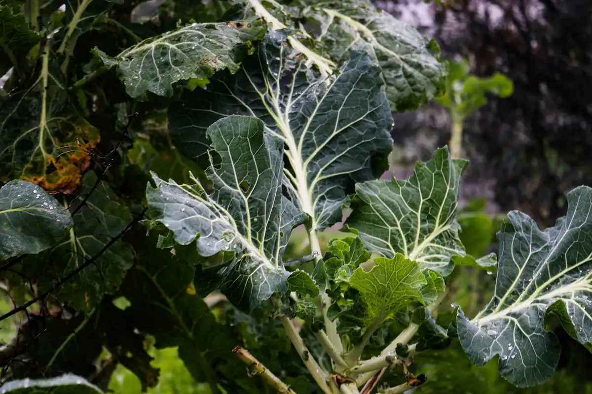 Ein frischer, kräftiger Kohl im Beet – Sinnbild für den einfachen Einstieg in die Selbstversorgung im eigenen Garten