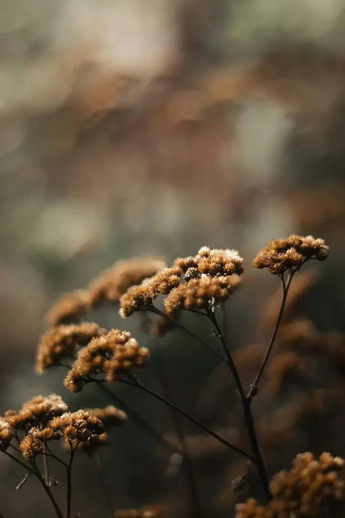Nahaufnahme einer Schafgarbenblüte im goldenen Abendlicht – Symbol für Naturheilkraft, Achtsamkeit und das feine Detail der Selbstversorgung