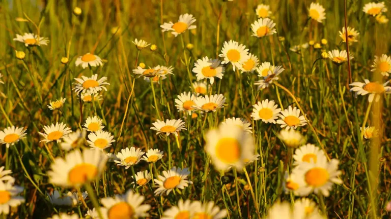 Wiese mit Gänseblümchen im warmen Abendlicht – Symbol für sanfte Heilung und das alte Kräuterwissen aus Galicien