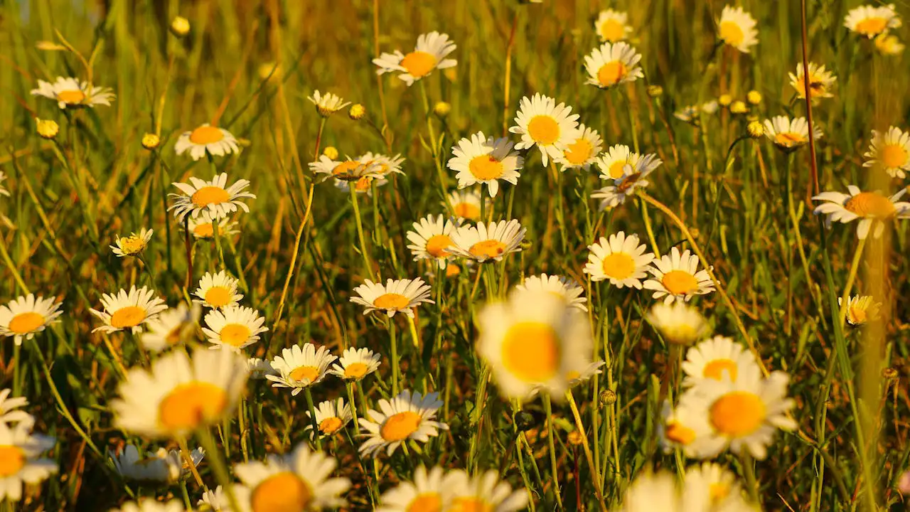 Wiese mit Gänseblümchen im warmen Abendlicht – Symbol für sanfte Heilung und das alte Kräuterwissen aus Galicien