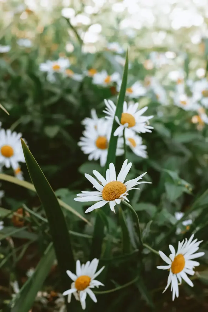 Gänseblümchen im Gras – kleine weiße Blüten mit gelber Mitte, sanft und heilsam für Körper und Seele