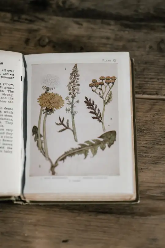 Aufgeschlagenes Kräuterbuch mit Zeichnungen – Geschenke für den Garten mit traditionellem Wissen