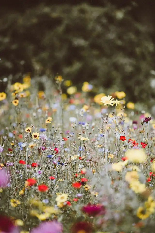 Bunte Wildblumen aus Wildblumenmischung – Geschenke für den Garten zur Förderung der Artenvielfalt