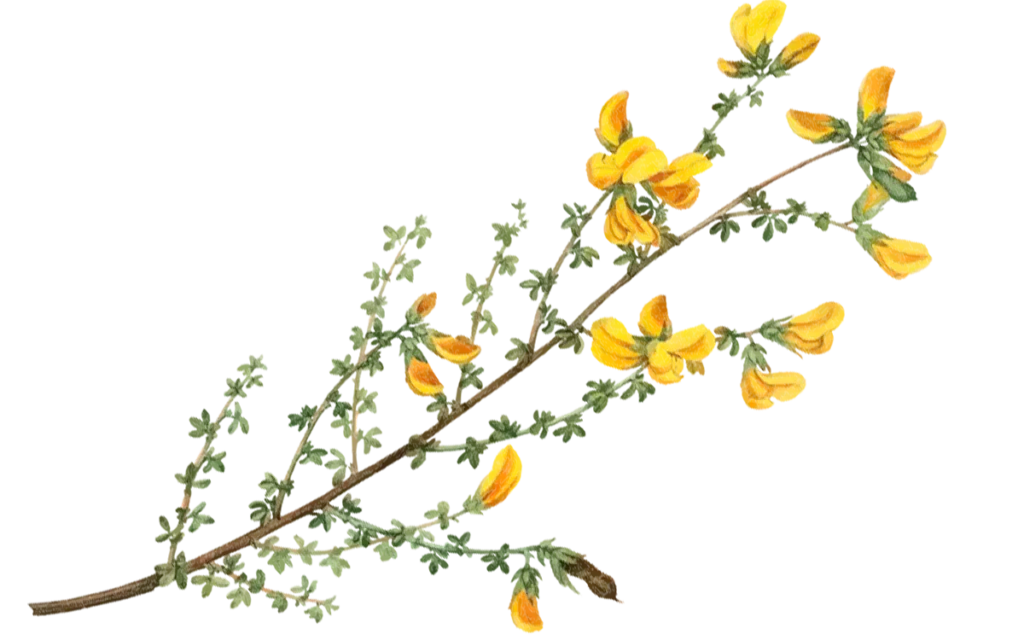 Fein gezeichnete Illustration eines Ginsterzweigs mit gelben Blüten – Symbol für Natürlichkeit, Neuanfang und das Lebensgefühl von morriña