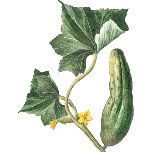 Vintage-Zeichnung einer Gurkenpflanze mit Blättern, Blüte und Frucht – Symbol für natürlichen Gemüseanbau im Selbstversorgergarten