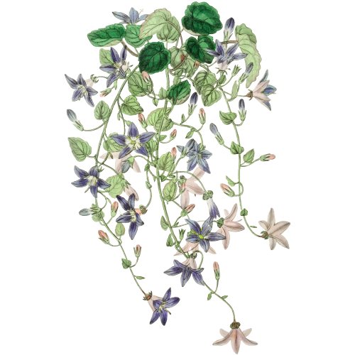 Detailreiche Illustration einer hängenden Pflanze mit violetten Blüten – dekorativ, naturnah und stilvoll