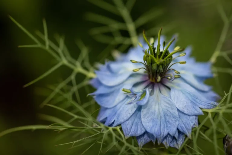 Blaue Jungfer im Grünen in Nahaufnahme – Jungfer im Gruenen in voller Blüte