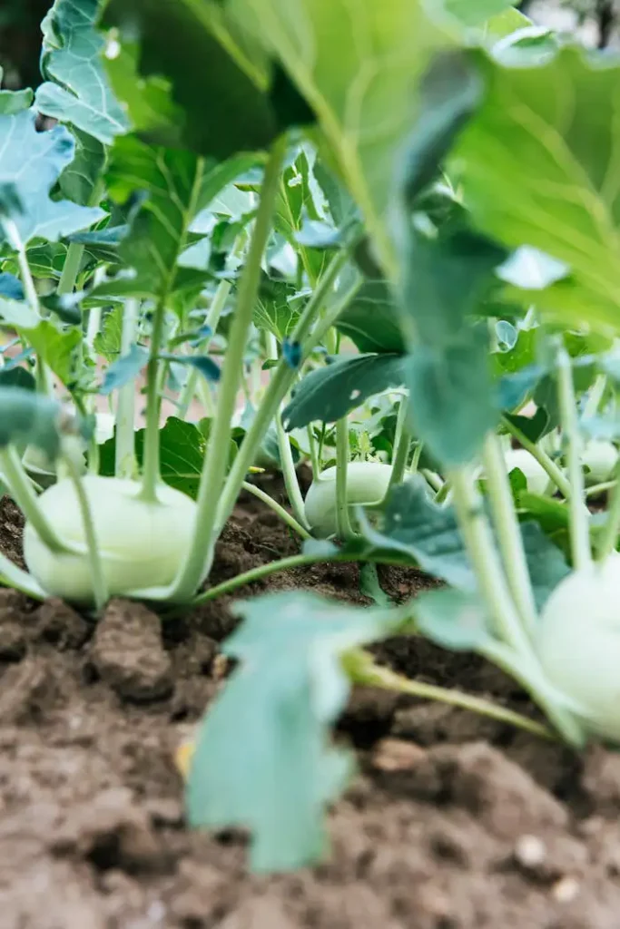Kohlrabi wächst in einem kleinen Gartenbeet und man kann sie auch im Sommer noch pflanzen.