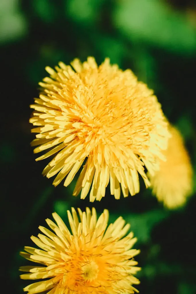 Löwenzahn mit gelber Blüte und gezackten Blättern – typisches Wildkraut zur Leberreinigung und Entgiftung