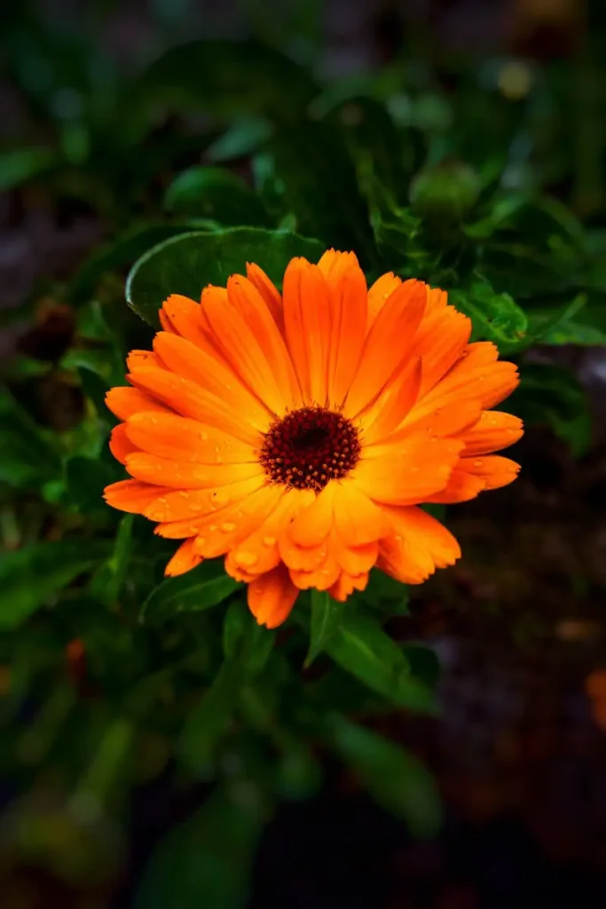 Leuchtend orangefarbene Ringelblume – Heilpflanze für die Haut, Entzündungen und emotionale Heilung
