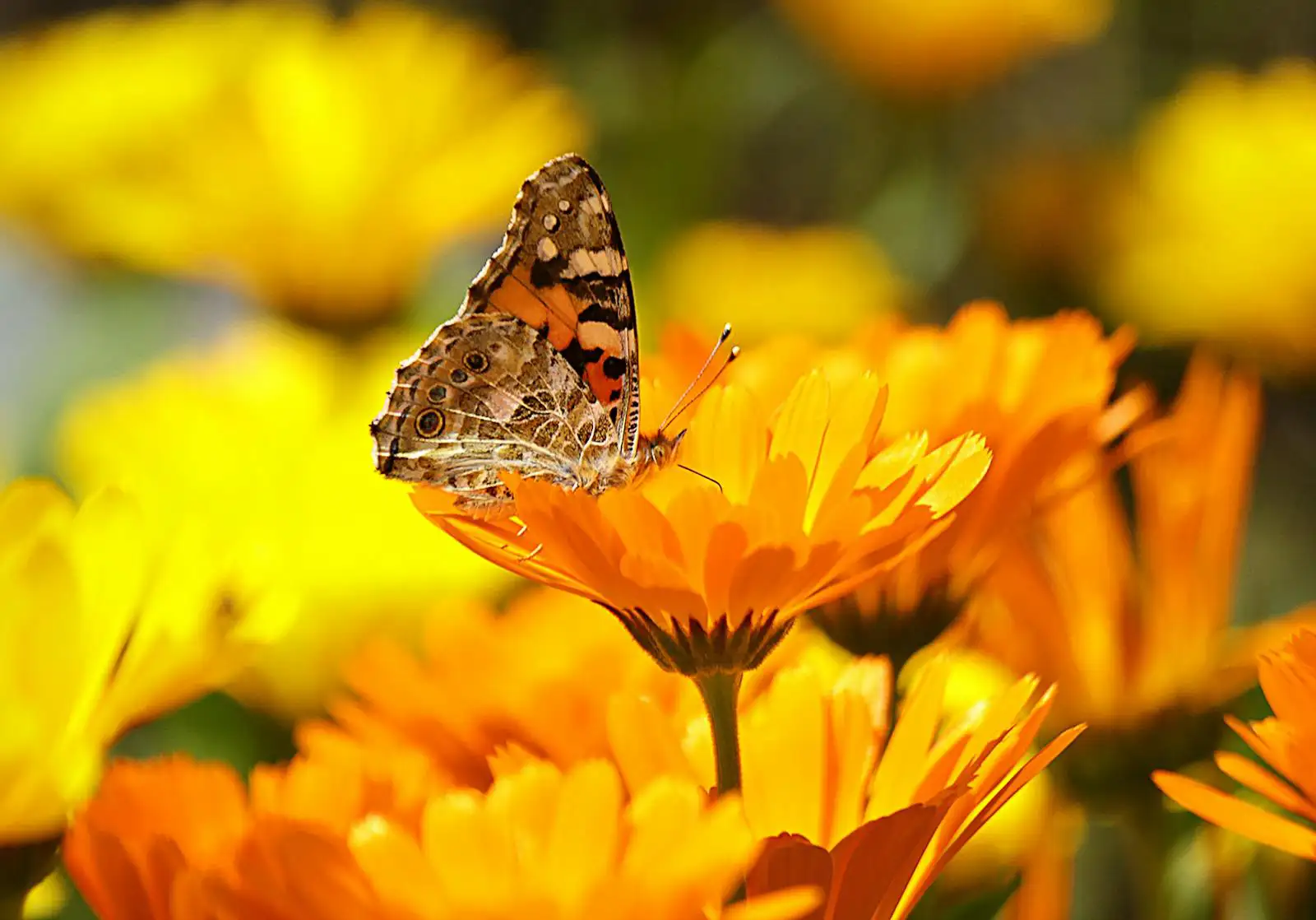 Ein Schmetterling sitzt auf einer blühenden Ringelblume im Gemüsegarten. Ringelblumen kann man super auch noch im Sommer pflanzen.