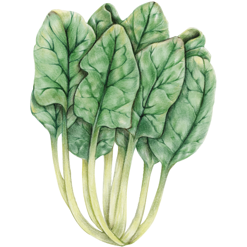 Botanische Zeichnung eines Kohlgemüses – robust, nährstoffreich und typisch für Selbstversorgergärten