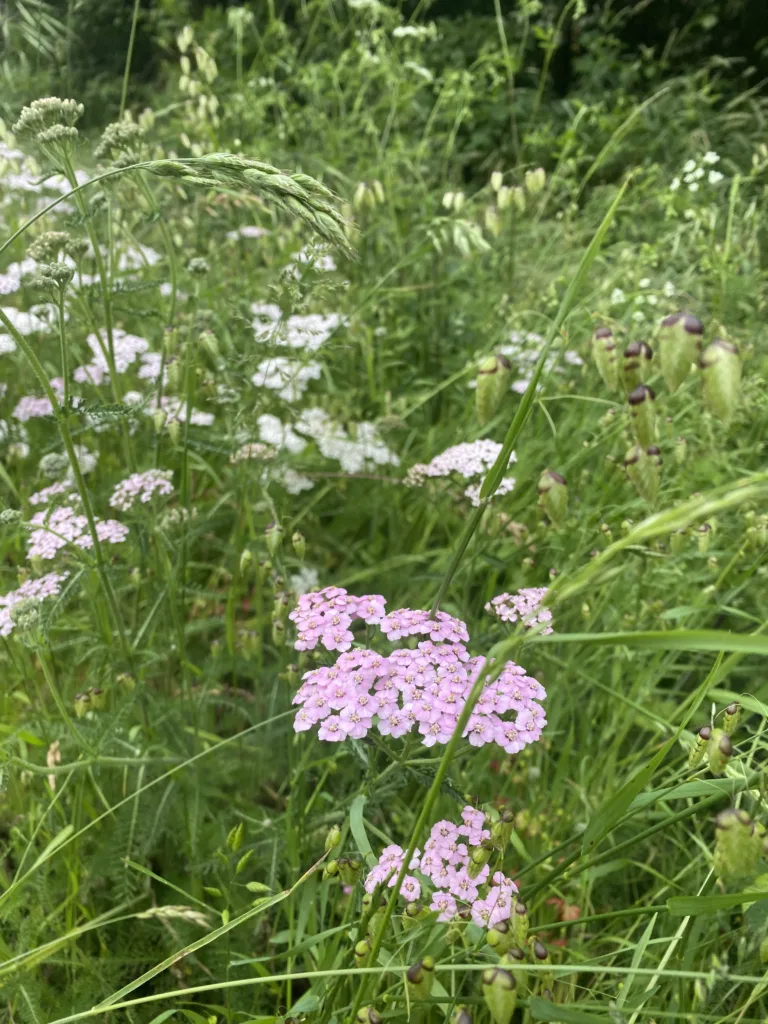 Schafgarbe mit weißen Blütendolden auf Wiese im Sonnenlicht. Das ist ihre Wirkung und Verwendung.
