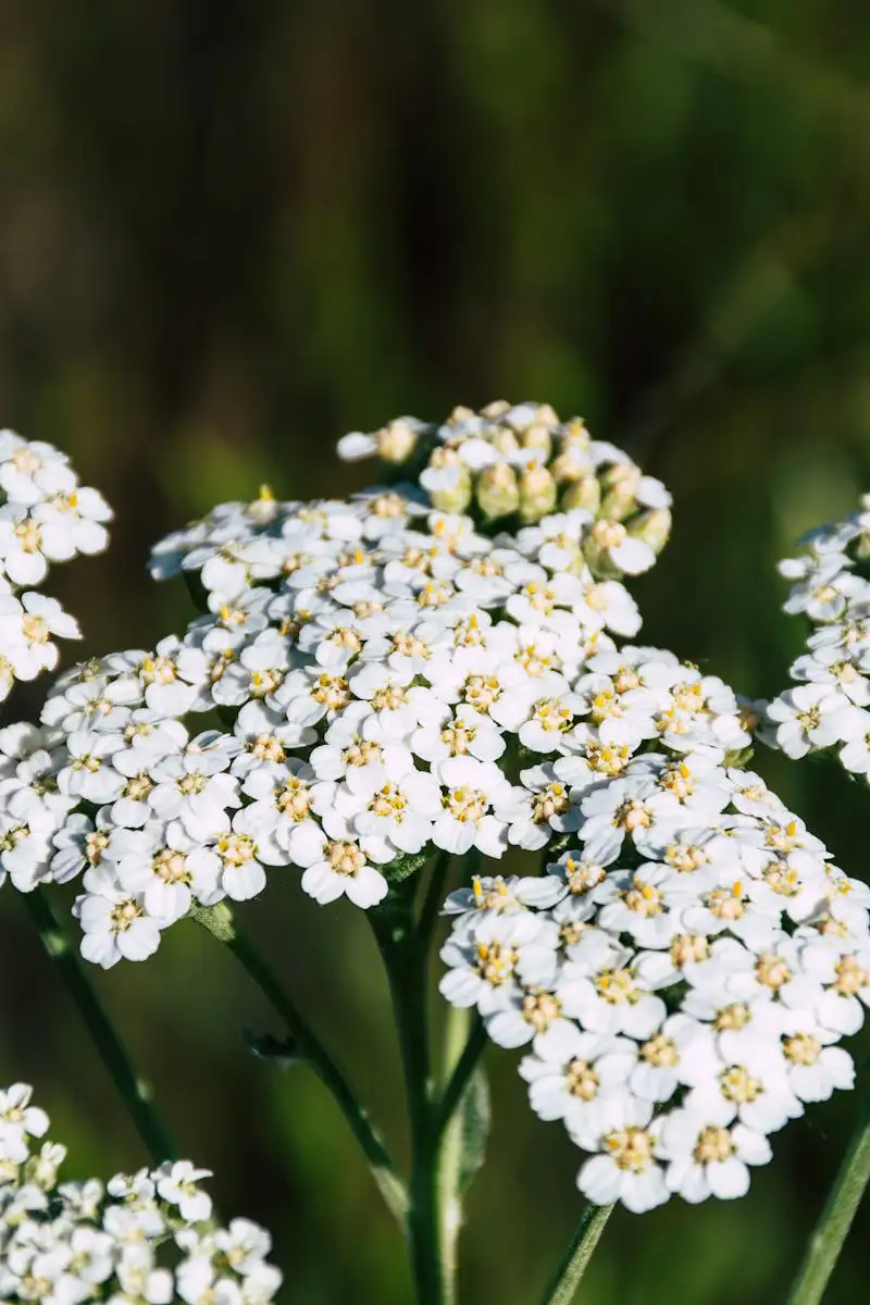 Schafgarbe mit weißen Blüten auf einer Wiese – Schafgarbe Wirkung und Verwendung in der Naturheilkunde