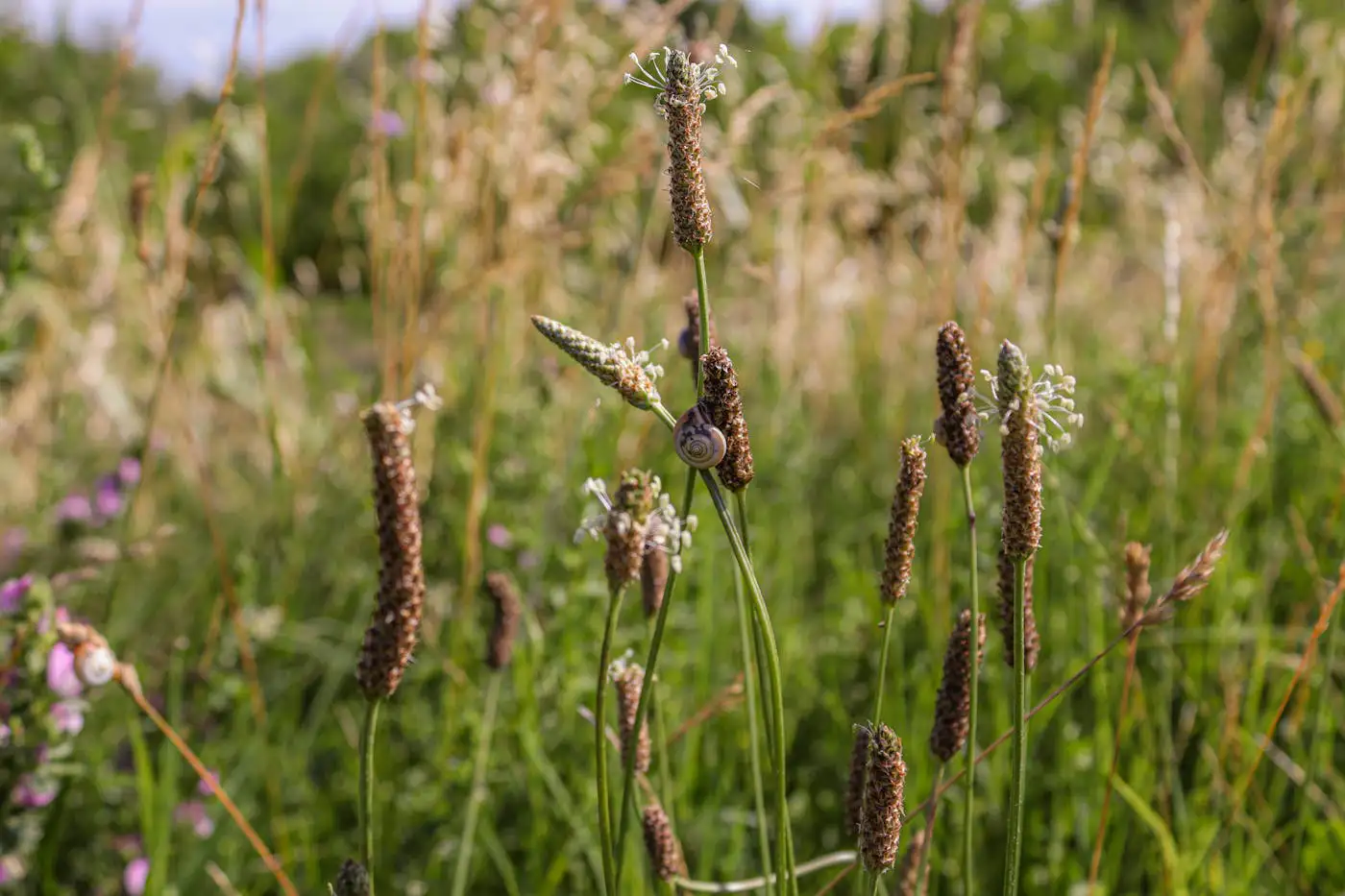 Spitzwegerich mit Blättern und Blütenähre auf einer Wiese – Spitzwegerich Wirkung und Anwendung für Husten, Haut und Küche