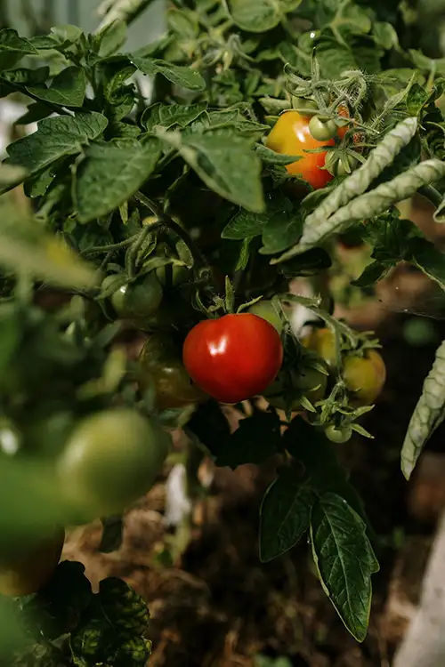 Close-up einer leuchtend roten Tomate an einem Tomatenstrauch – Symbol für Frische, Reife und erfolgreiche Selbstversorgung im Garten