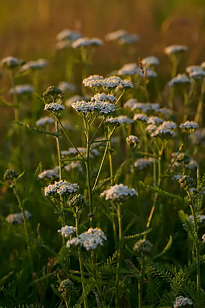 Eine blühende Wildblumenwiese mit weißer Schafgarbe im Vordergrund – Symbol für Biodiversität, Naturheilkunde und naturnahe Selbstversorgung