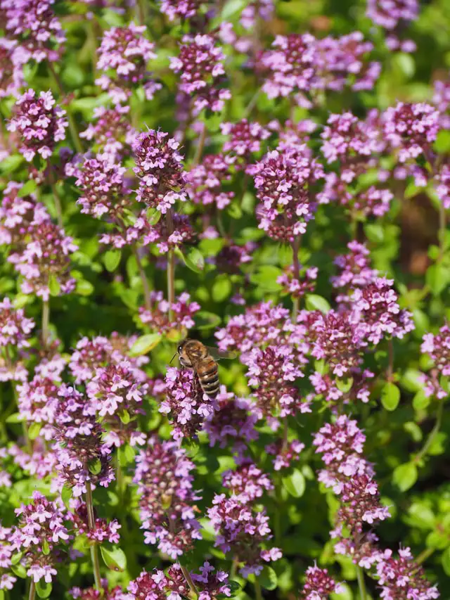 Wilder Thymian mit kleinen violetten Blüten – duftendes Kraut für Atemwege, Stimmung und energetische Reinigung