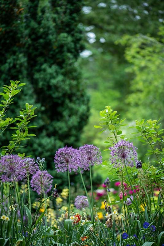 Pflanzen von Blumenzwiebeln – lila Zierlauch (Allium) als Strukturpflanze