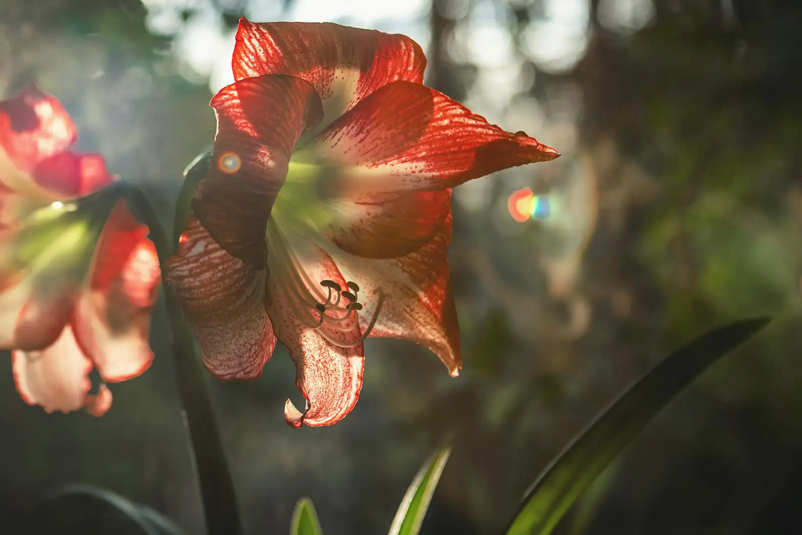 Amaryllis in Wachs – rote Blüte auf Fensterbank im Winterlicht