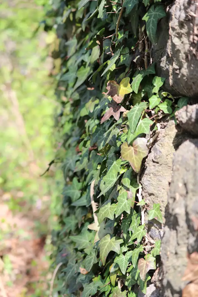 Dicht wachsender Efeu an einer Natursteinmauer