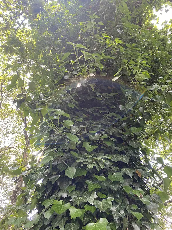 Baum mit dichtem Efeubewuchs in warmem Sonnenlicht