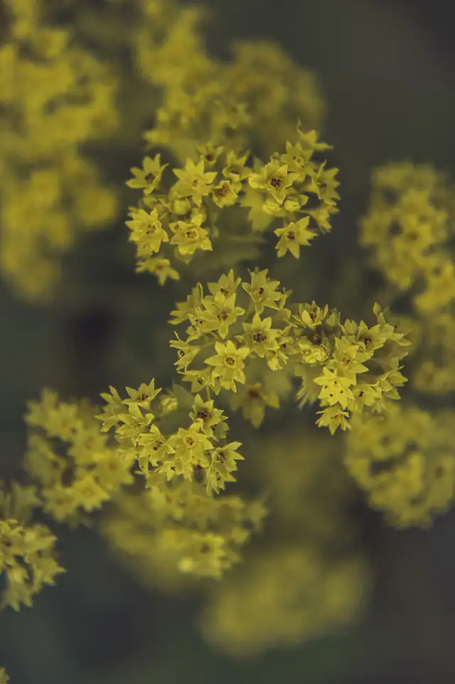 Frauenmantel mit gelbgrünen Blüten und typischen runden Blättern