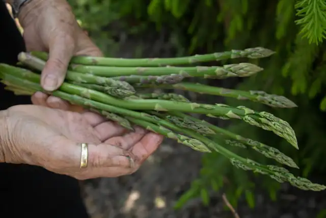 Frisch geernteter grüner Spargel aus dem eigenen Garten