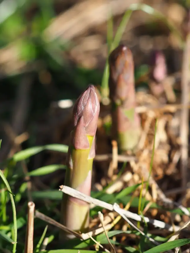 Grüner Spargel Anbau im Garten – junge Triebe einer Spargelpflanze