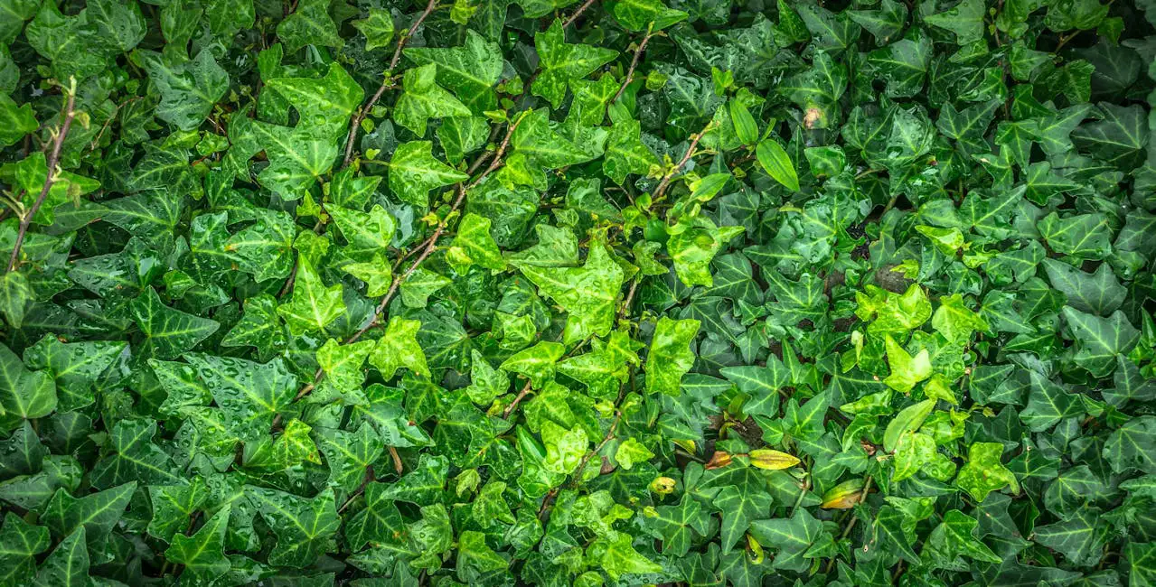 Hustensaft mit Efeu – Efeublätter im Sonnenlicht