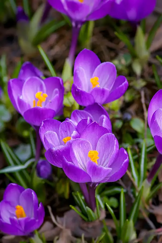 Krokusse (Crocus) in einem natürlichen Rasen