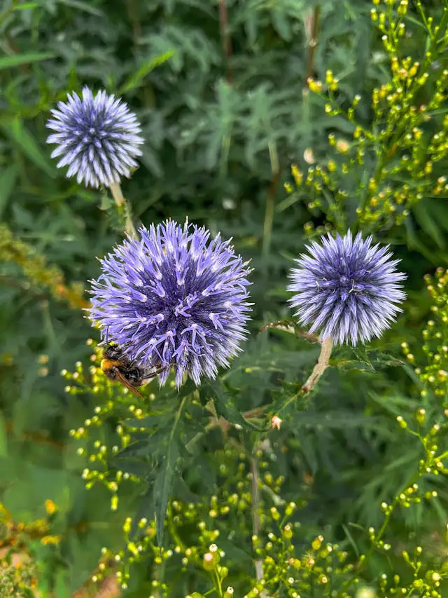 Blaue Kugeldistelblüten mit Wildbiene im sommerlichen Garten