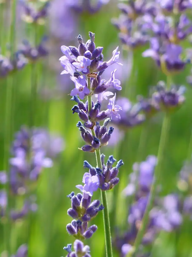 Pflegeleichte Pflanze im Garten: Blühender Lavendel als duftende Gartenbegrenzung