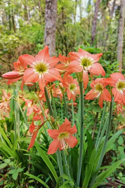 Pflanzen von Blumenzwiebeln – Lilien (Lilium) in voller Blüte im Garten