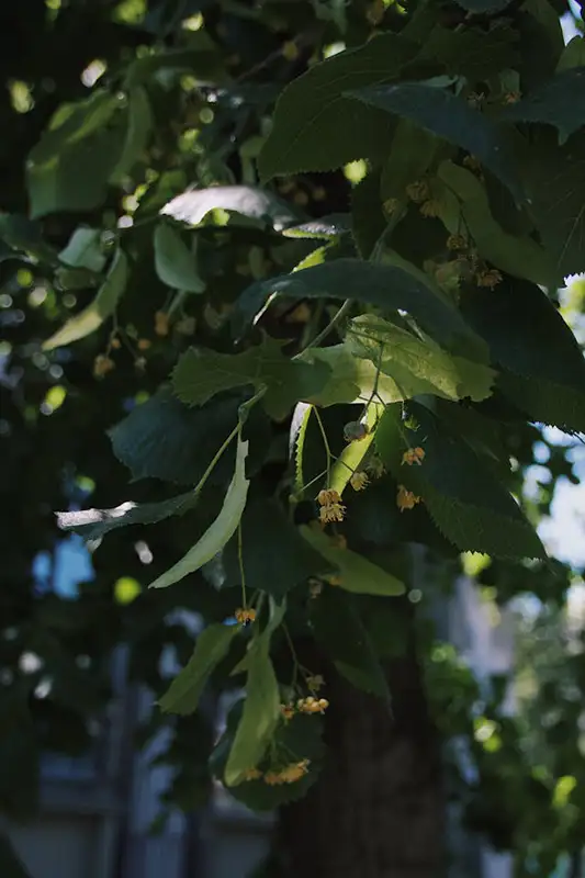 Lindenblüten als Tee bei Erkältung – schweißtreibend und sanft fiebersenkend