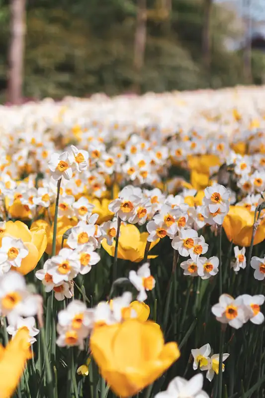 Pflanzen von Blumenzwiebeln – Narzissen (Narcissus) im natürlichen Garten