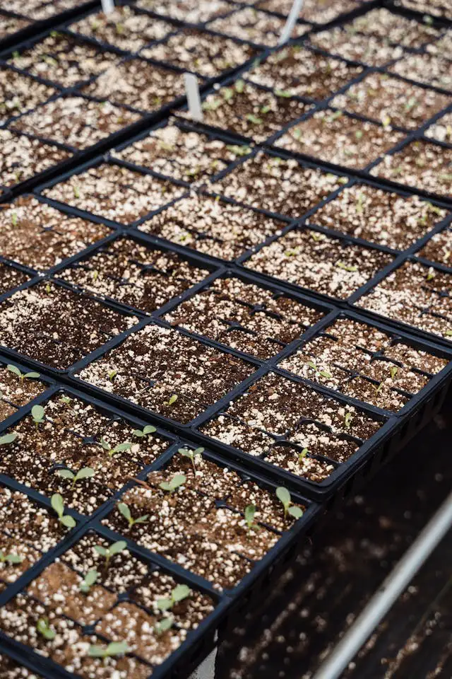 Jungpflanzen keimen in Perlite für Pflanzen, im flachen Anzuchtkasten