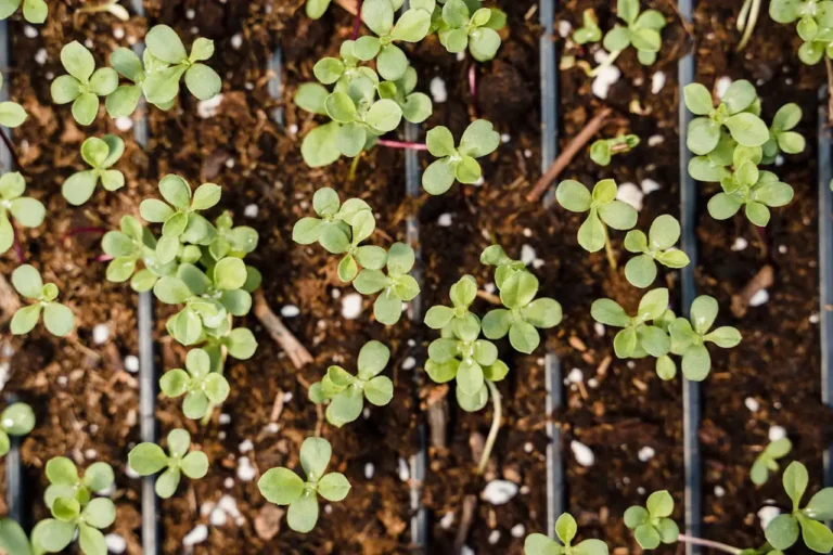 Perlite für Pflanzen – Erde mit hellen Perlite-Kügelchen vermischt