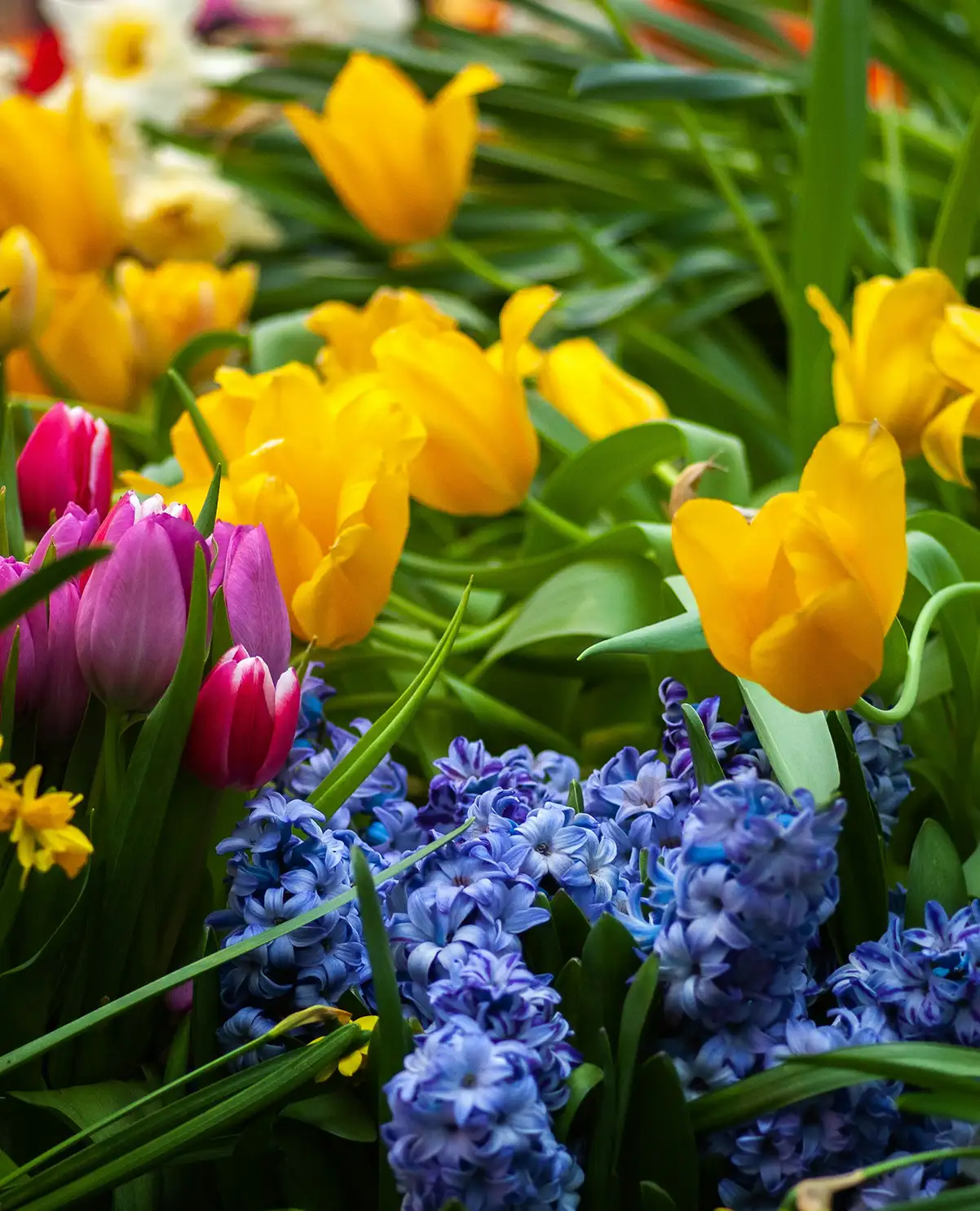 Pflanzen von Blumenzwiebeln – Tulpenzwiebeln liegen im Beet und warten auf die Erde