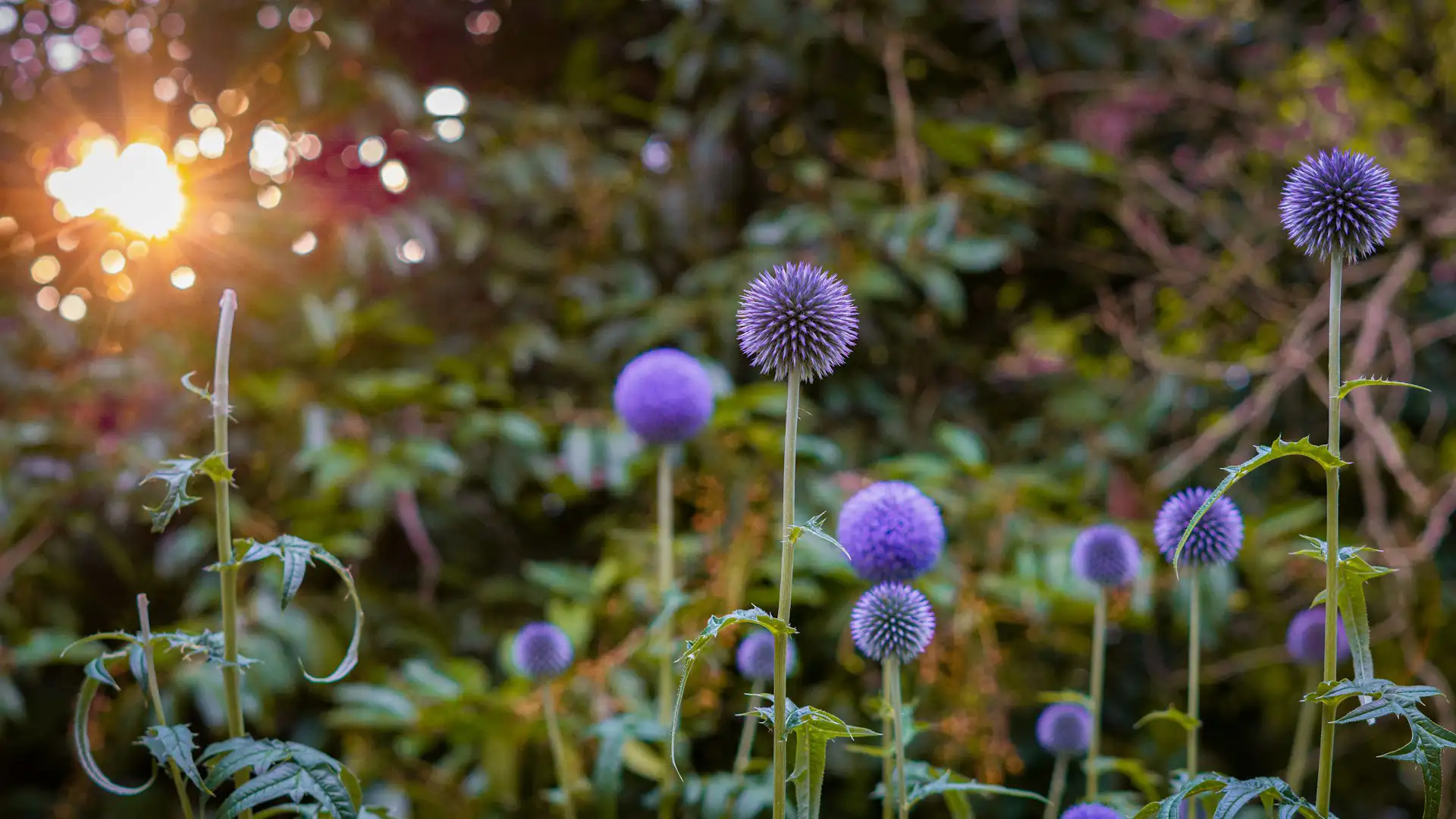 Pflegeleichte Pflanzen Garten – naturnahes Beet mit robusten Stauden
