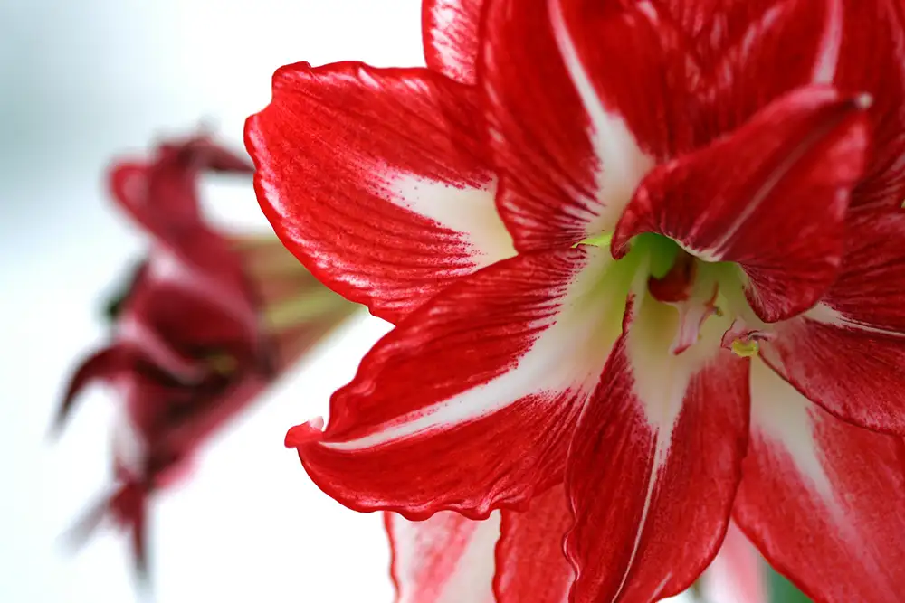 Leuchtend rote Amaryllisblüte in Nahaufnahme