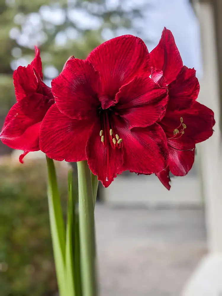 Rote Amaryllis mit offener Blüte in einem klassischen Pflanztopf.