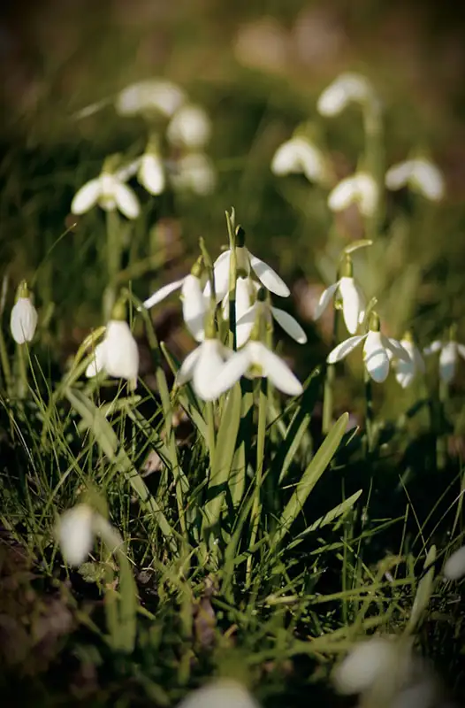 Pflanzen von Blumenzwiebeln – Schneeglöckchen (Galanthus) im Halbschatten