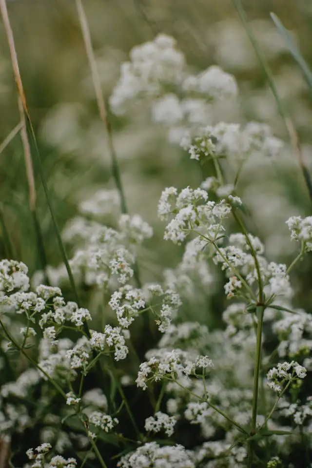 Waldmeister mit kleinen weißen Blüten als natürlicher Bodendecker