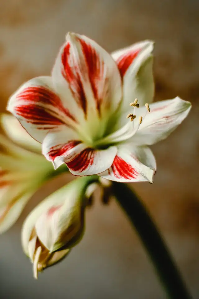 Weiße Amaryllis mit Wachszwiebel