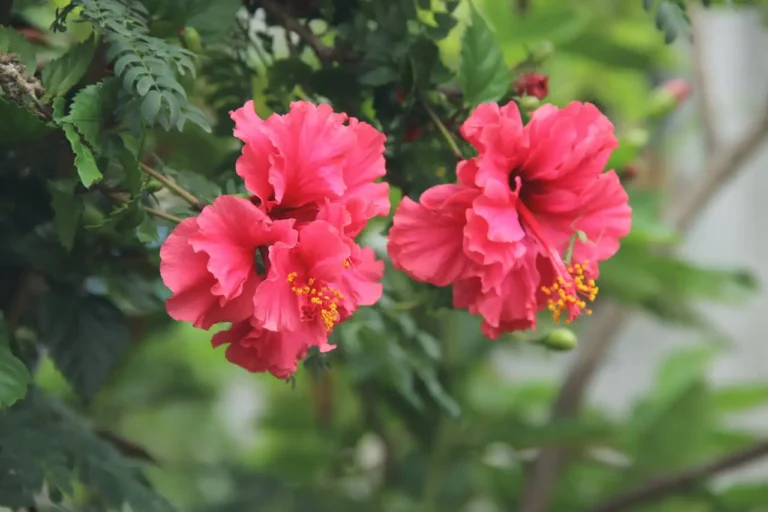 Hecke aus Hibiskus – blühende Sommerhecke mit lila und rosa Blüten