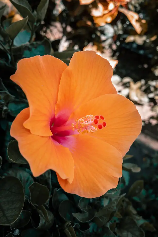 Hecke aus Hibiskus – orangefarbener Hibiskus in Blüte