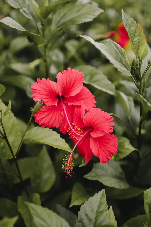 Hecke aus Hibiskus – rote Blüte im Hochsommer